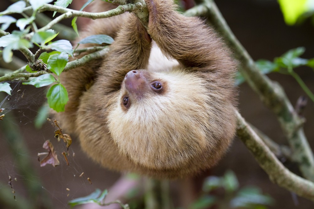 Shore Excursion: Sloth Lovers Tour At Cahuita & Tortuguero - Limon ...