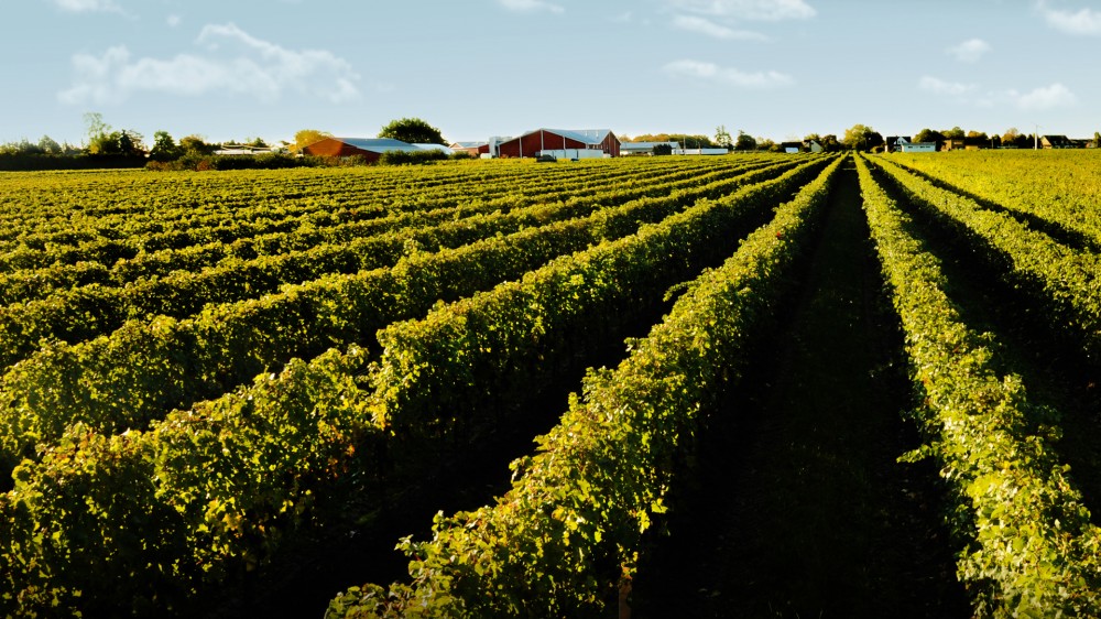 Niagara Winery Tour Toronto Project Expedition