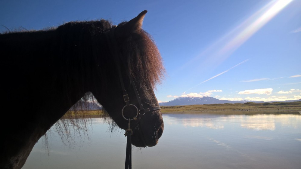 Under the Volcano Horseback Ride