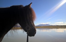 Icelandic Horseworld1