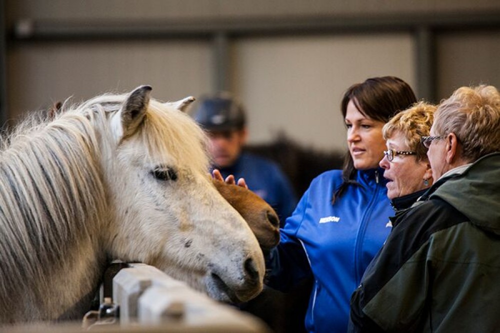 Icelandic Horse Stable Visit