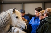 Icelandic Horseworld1