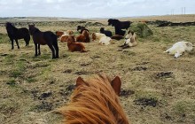 Icelandic Horseworld2