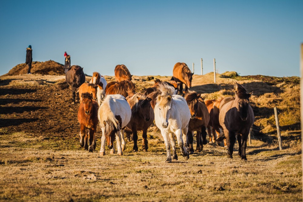 Icelandic Country Horseback Ride