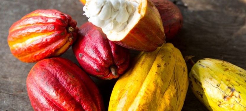 Private Tour: Chocolate Tour in the Rainforest & Hanging Bridge