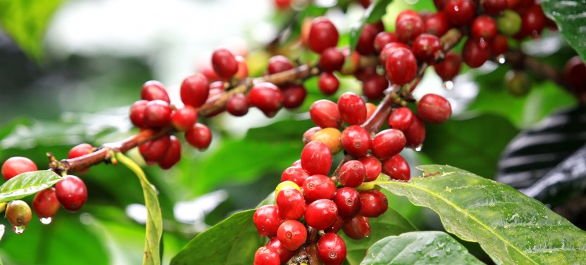 Private Tour: Doka Estate Coffee Tour & La Paz Waterfalls Gardens