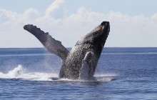 Whale Watching In Punta Cana From Miches