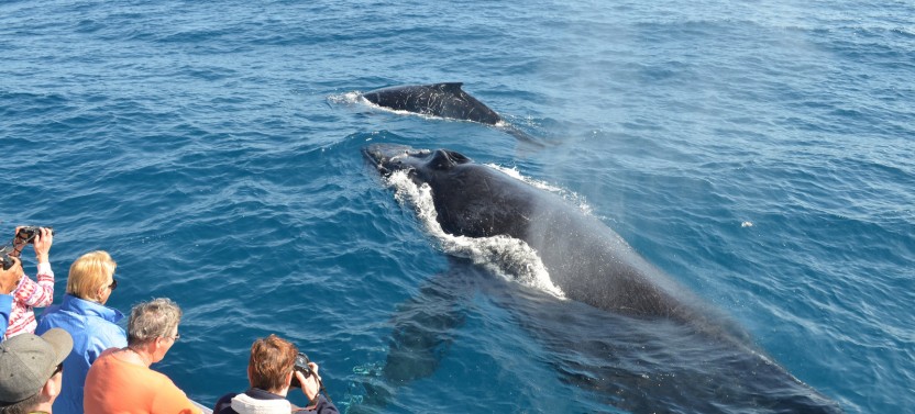 Whale Watching Adventure From Punta Cana w/ Cayo Levantado & Lunch