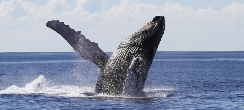 Whale Watching Adventure From Punta Cana w/ Cayo Levantado & Lunch