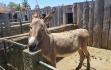 Pearl of the Atlantic3