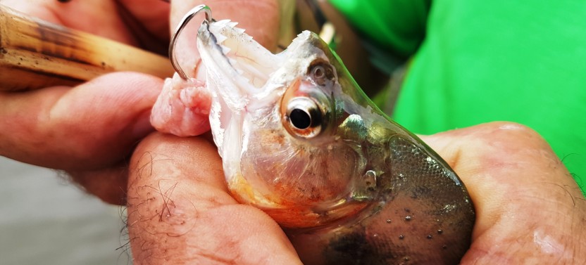 Solimoes River Piranha Fishing and Alligator Watching Tour
