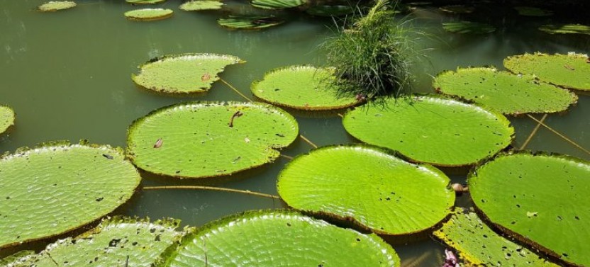 Amazon Natural Museums Combo (INPA and MUSA)