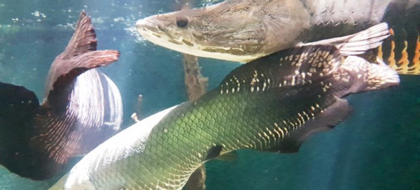 Amazon Natural Museums Combo (INPA and MUSA)