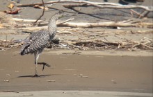 Greenway Nature Tours285