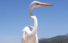 Greenway Nature Tours286