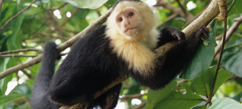 Shore Excursion: Tortuguero Canal Eco Cruise & Prospect Plantation