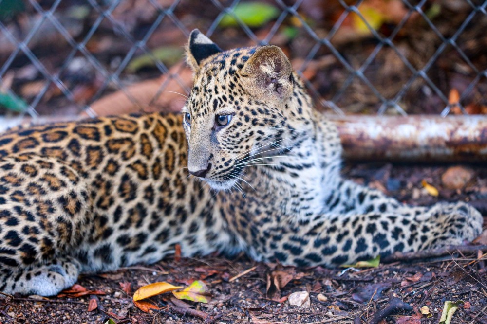 Private Tour: Costa Rica Wildlife Introduction Visit to The Zoo