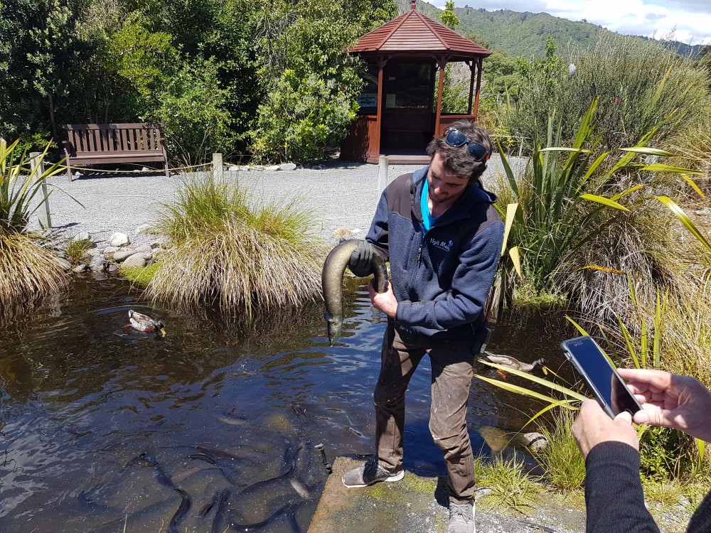 Shore Excursion: Small Group Kapiti Coast Half Day Tour