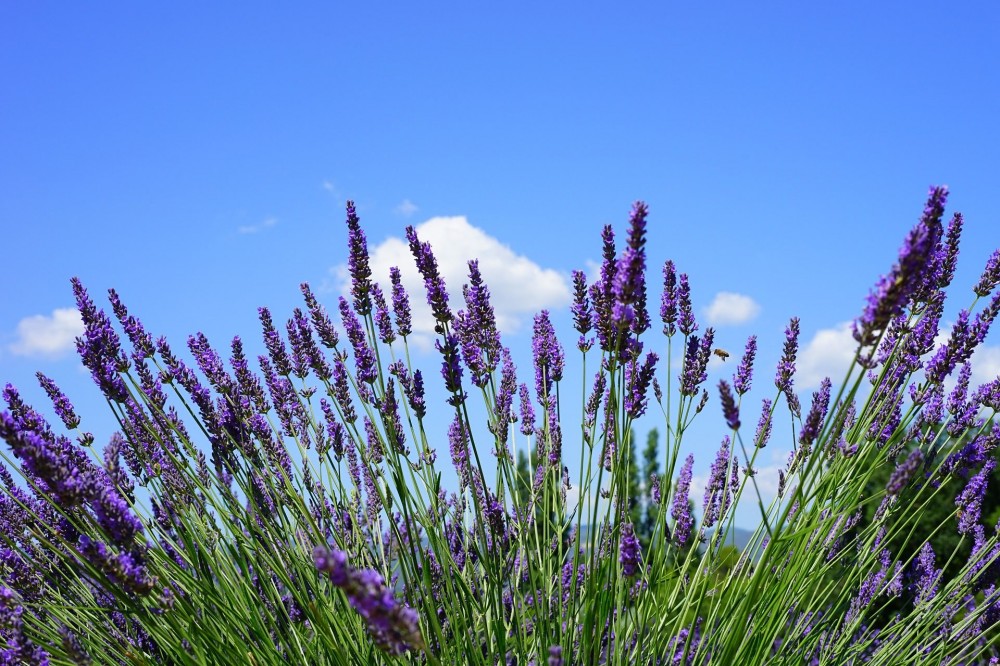 Private: Provence to the Riviera Lavender Trail From Avignon