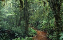 Costa Rica Rivers, Rainforest & Beaches - 6D/5N