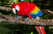 Amazing Costa Rica Nature Expedition - 8D/7N
