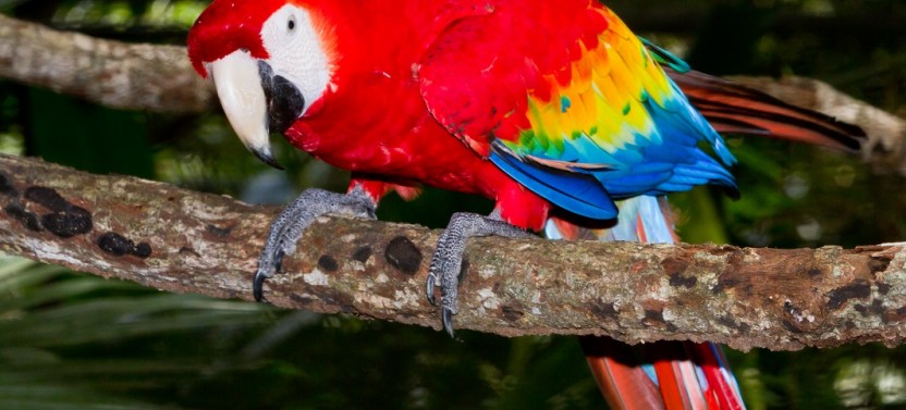 Classic Costa Rica 8 Days - 7 Nights
