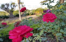 Pearl of the Atlantic4