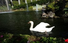 Pearl of the Atlantic6