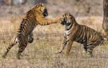 2-Day Private Ranthambhore Tiger Safari Tour from Jaipur