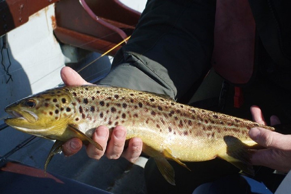 Brown Trout Fly Fishing Private Tour On Lough Corrib, Connemara