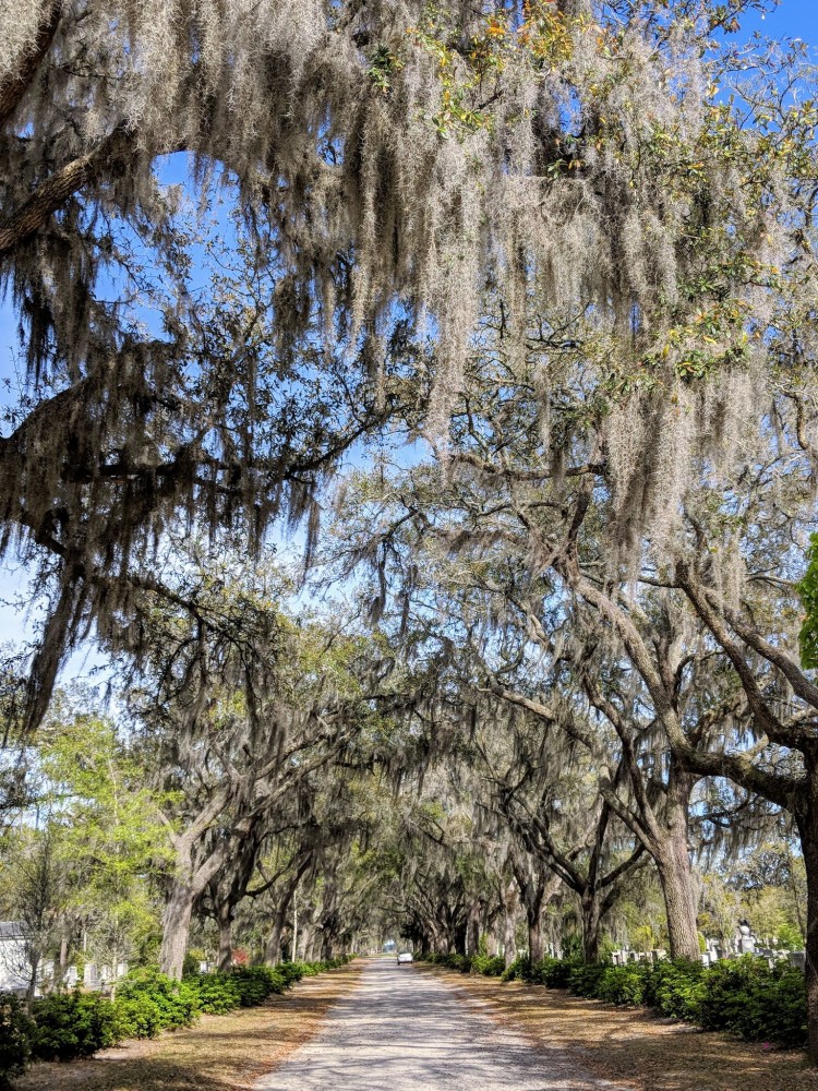 Savannah Style - Historic District, Isle of Hope, and Bonaventure ...