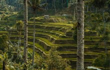 Your Bali Trekking Tour5