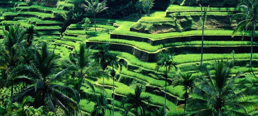 Bali Customized - Private Tour / Shore Excursion