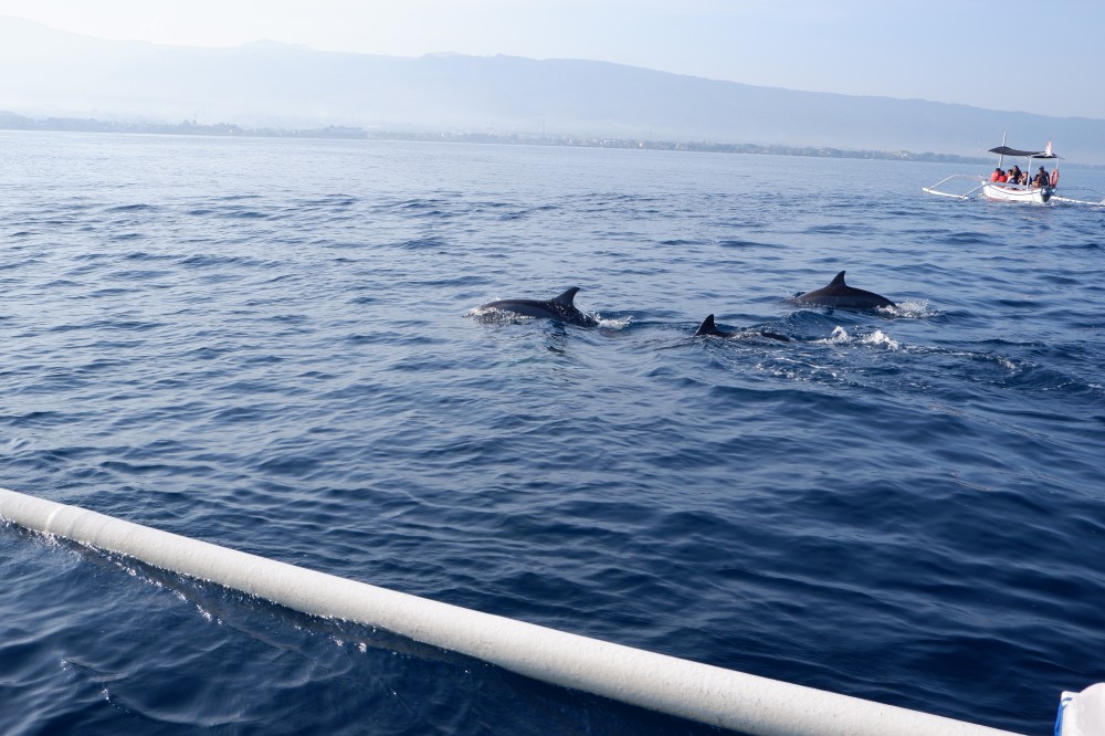 dolphin tour ubud