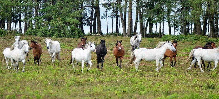 Private New Forest & Salisbury Day Tour from Southampton