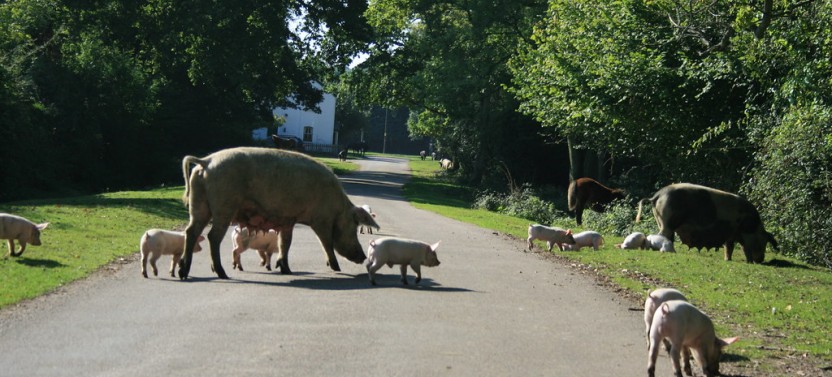 Private New Forest & Salisbury Day Tour from Southampton