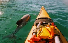 Akaroa Guided Kayak Safaris3