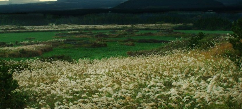 Jeju Small-Group UNESCO Day Tour - East Course