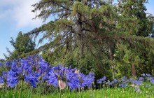 Pearl of the Atlantic4