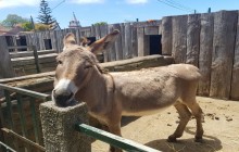 Pearl of the Atlantic2