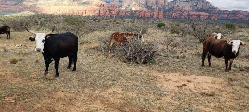 Native American Archaeology Hiking Tour