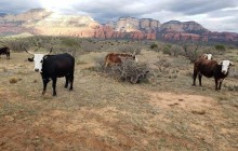 Arizona Safari Jeep Tours3