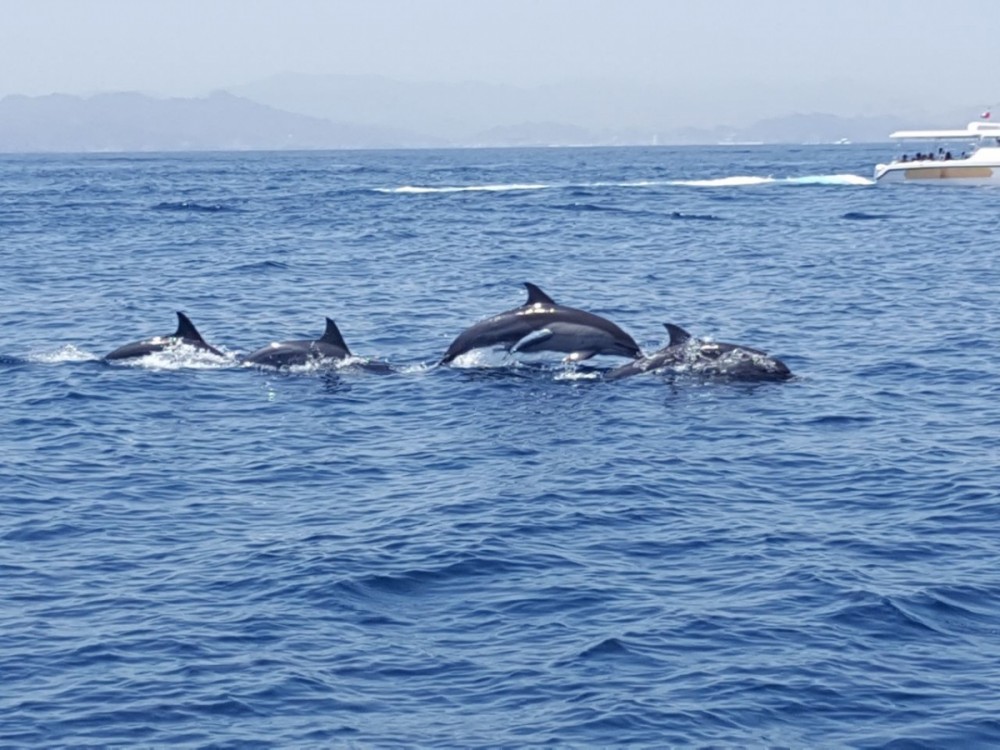 Dolphin Watching & Snorkeling