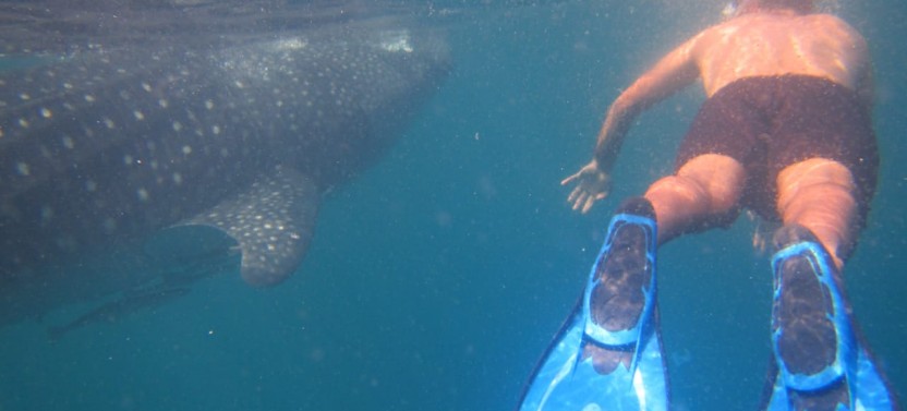 Dolphin Watching & Snorkeling