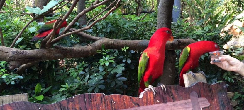 Shore Excursion: Chimelong Safari