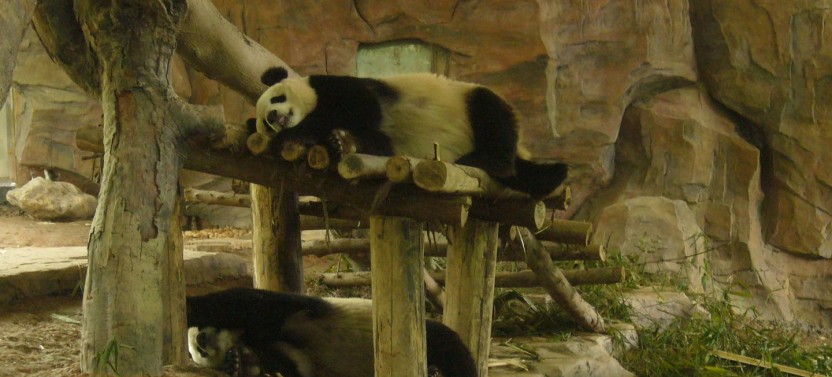 Shore Excursion: Chimelong Safari