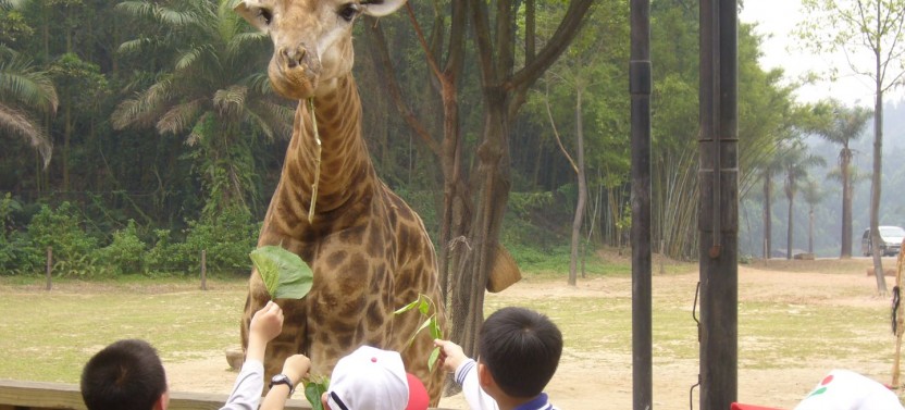 Shore Excursion: Chimelong Safari