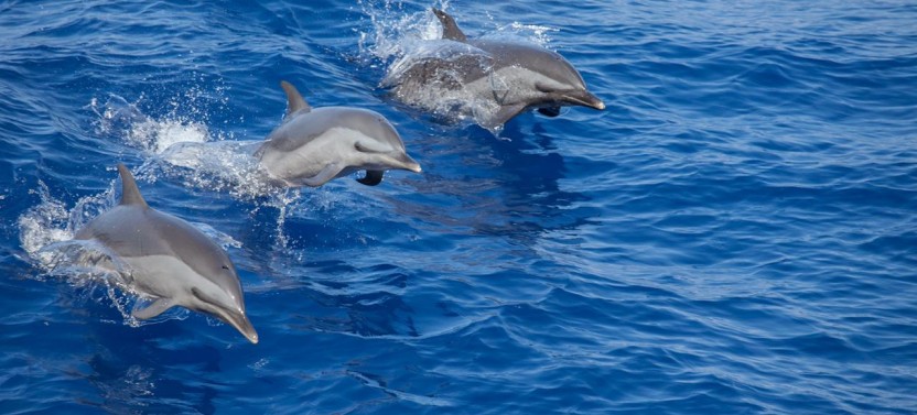 Dolphin Watching Tour