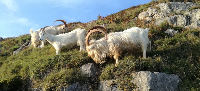 Portmeirion, Castles, and Snowdonia Tour