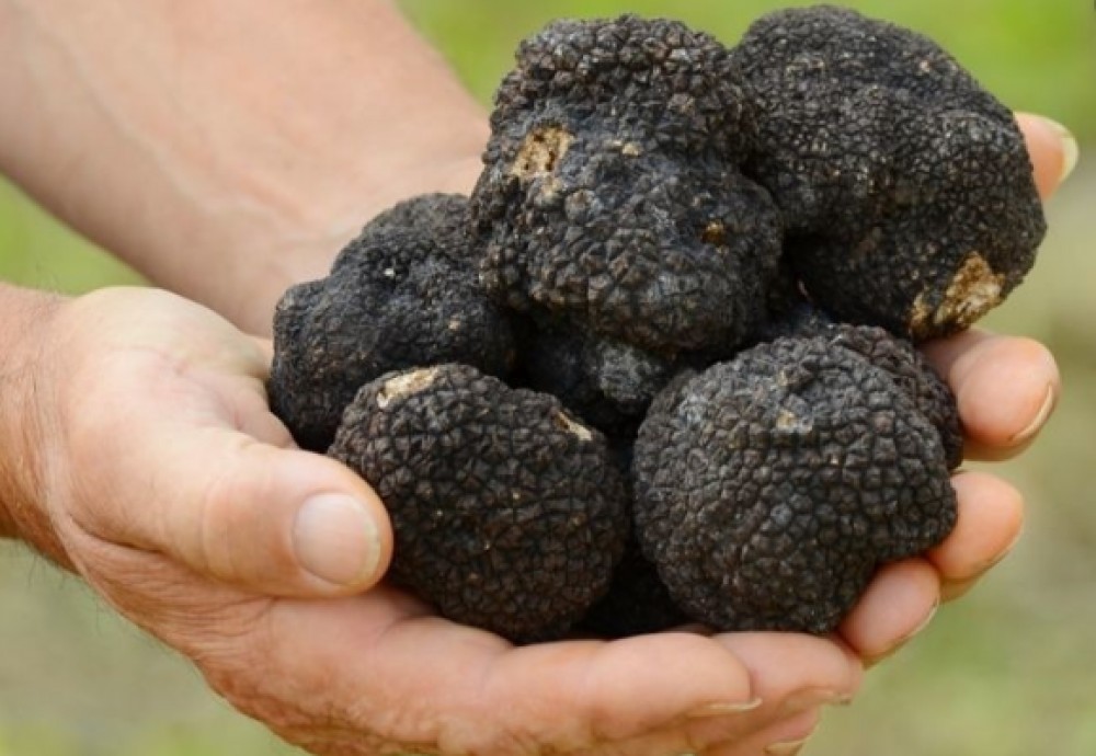 Private Truffle Hunting Experience from Koper